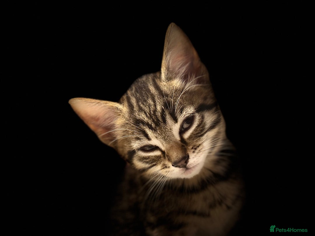 Bengal cats for sale: Bengals cross - Image 18