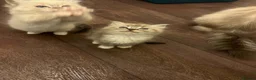 Ragdoll cats for sale: Ragdoll kitten Tica Registered  - Advert 10