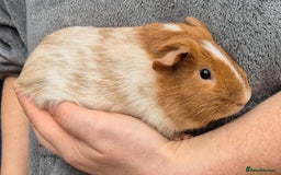 Guinea Pig rodents for sale: Young Guinea Pigs – 3 Litters Ready & Reserve - Image 2