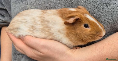 Guinea Pig rodents - Advert 5