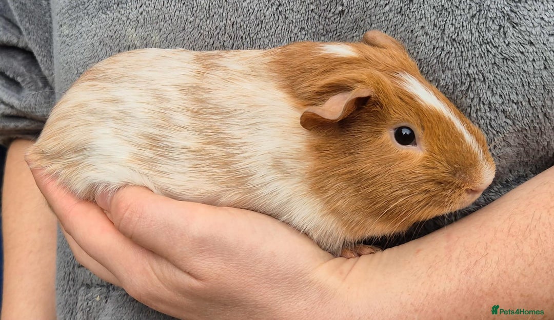 Guinea Pig rodents for sale: Young Guinea Pigs – 3 Litters Ready & Reserve - Image 2