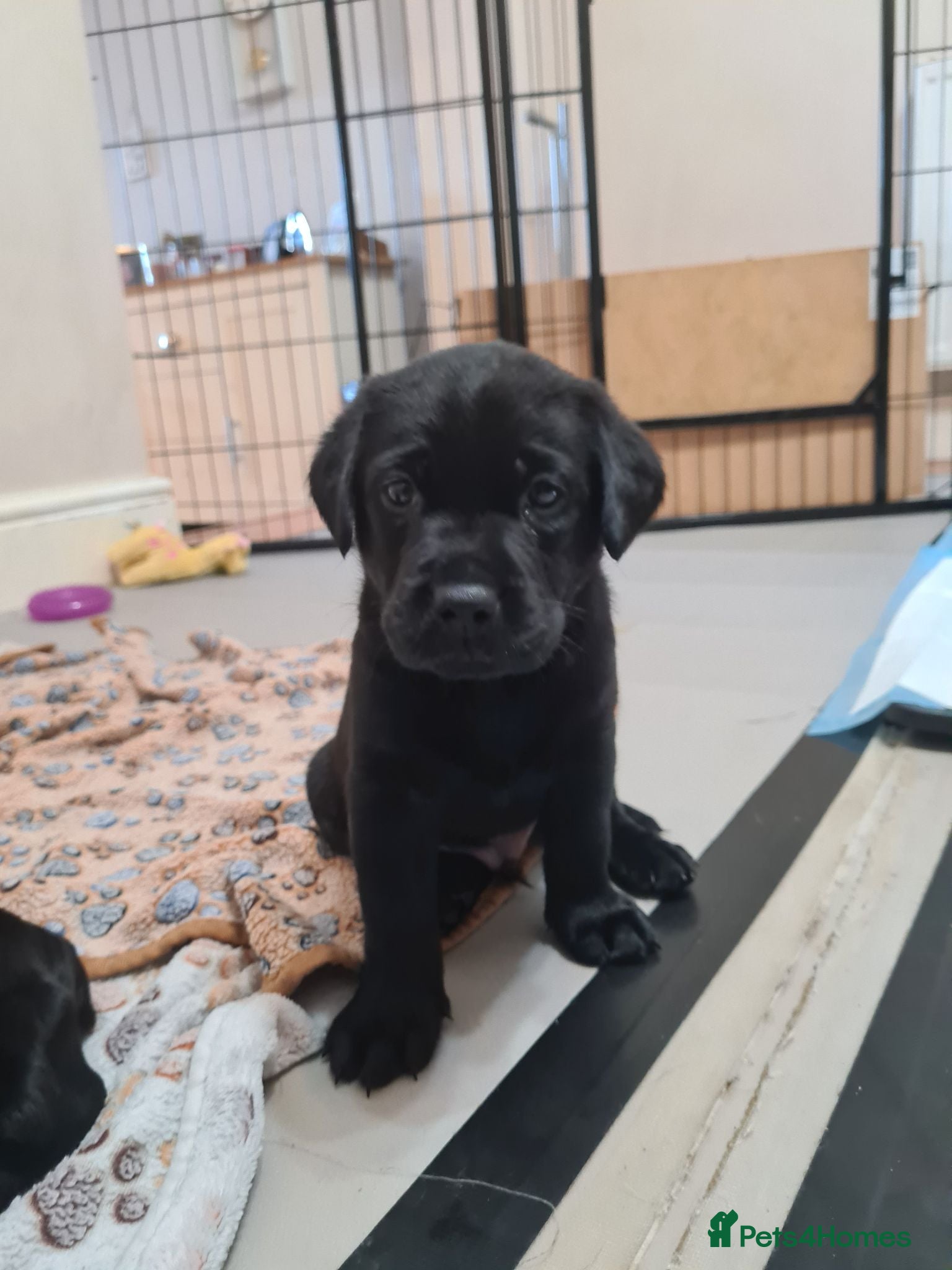 Labrador Retriever dogs Black & deep yellow/red KC Labrador Puppies - Advert 6