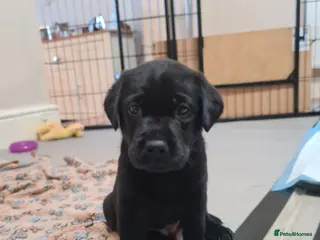 Labrador Retriever dogs Black & deep yellow/red KC Labrador Puppies - Advert 6