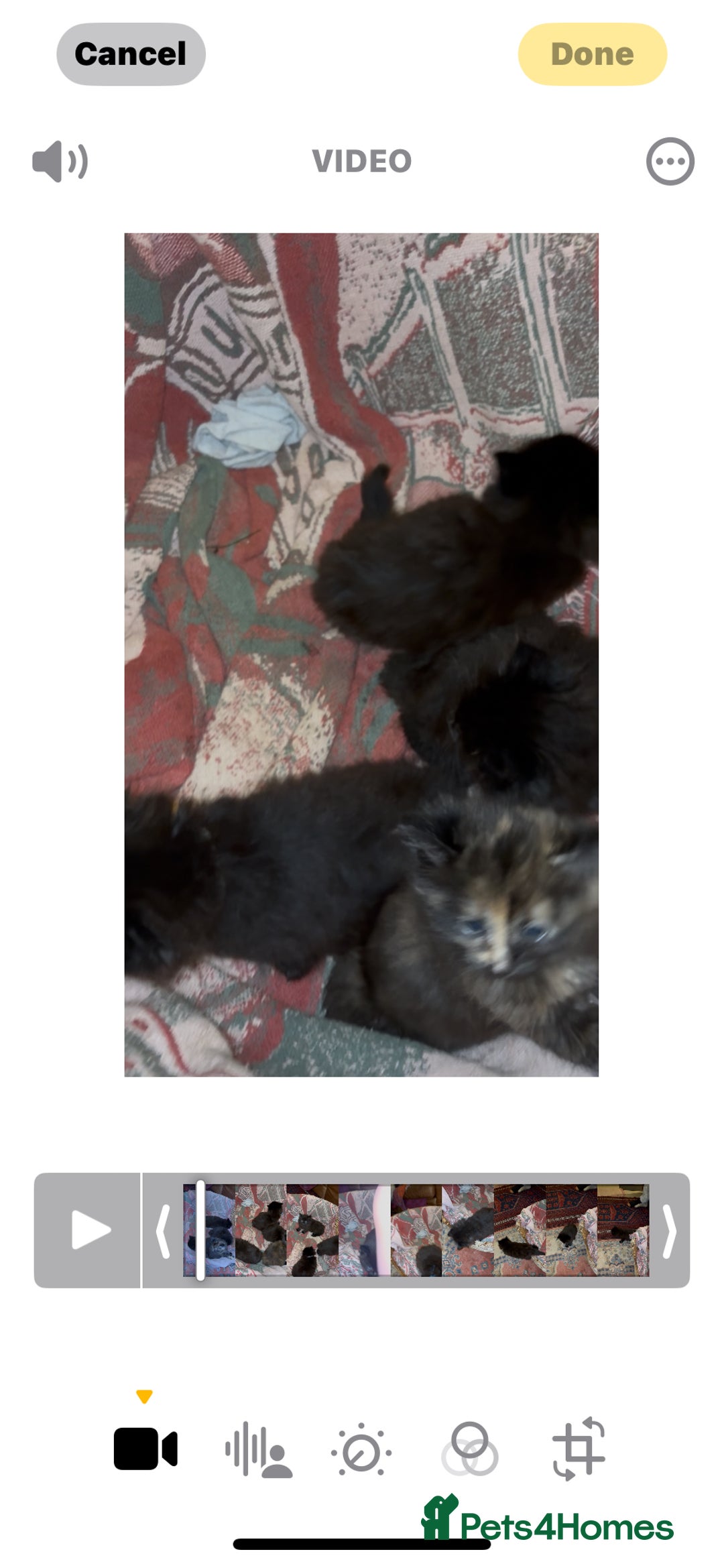 Ragdoll cats for sale: Adorable Female Ragdoll Tortoiseshell kitten - Advert 7