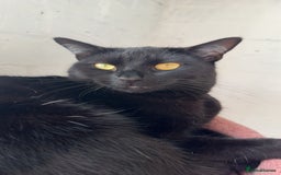 Mixed Breed cats for sale: 2 cats for rehoming  - Advert 3