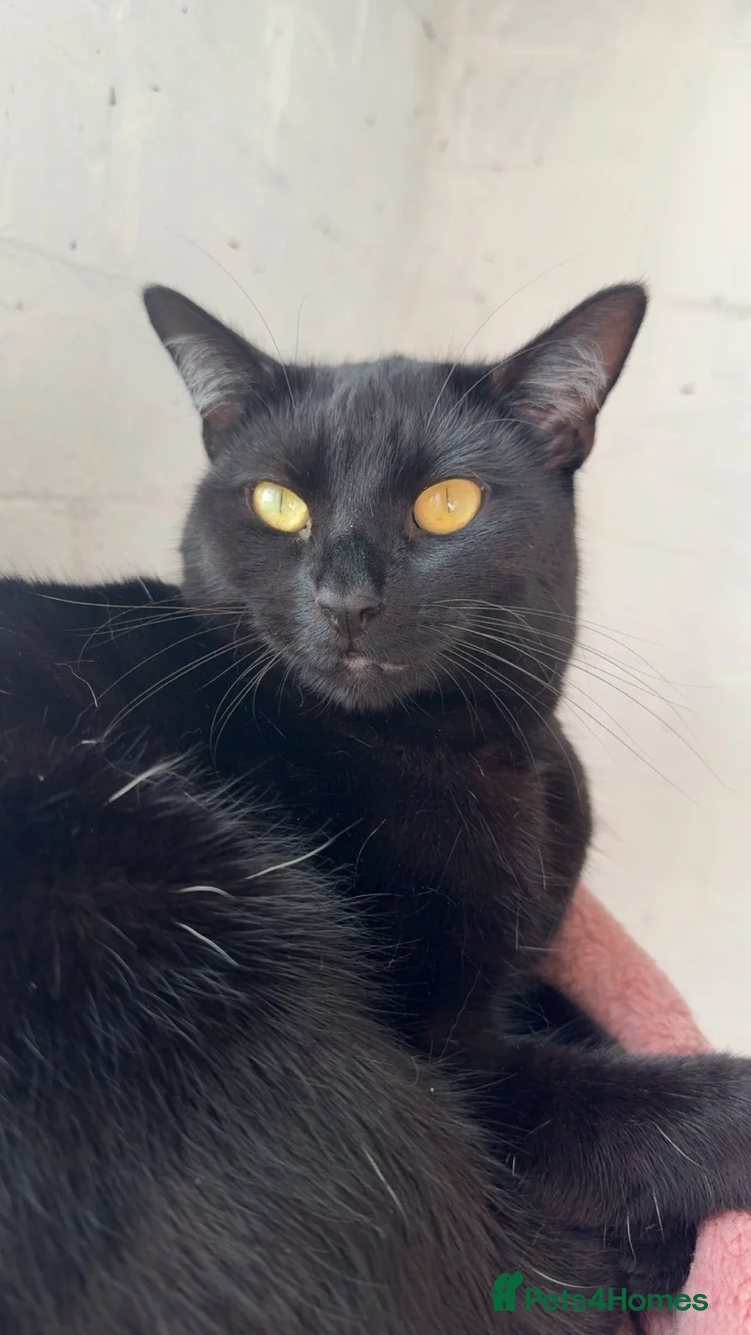 Mixed Breed cats for sale: 2 cats for rehoming  - Advert 3