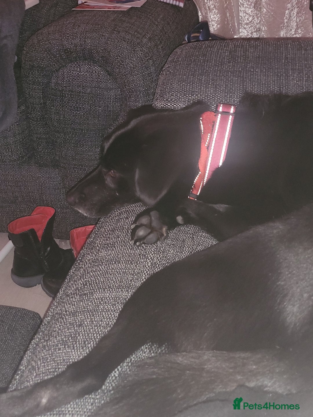 Borador dogs for sale: 8 year old borador - Image 3