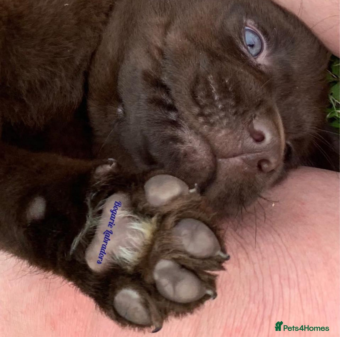 Labrador Retriever dogs Big Bear Looking to give Hugs - Advert 6