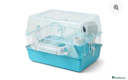 Hamster rodents for sale: Dwarf Hamster - Advert 3