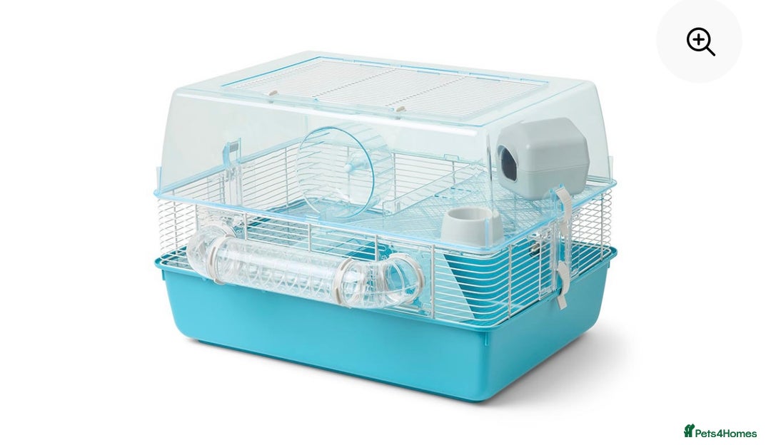 Hamster rodents for sale: Dwarf Hamster - Advert 3