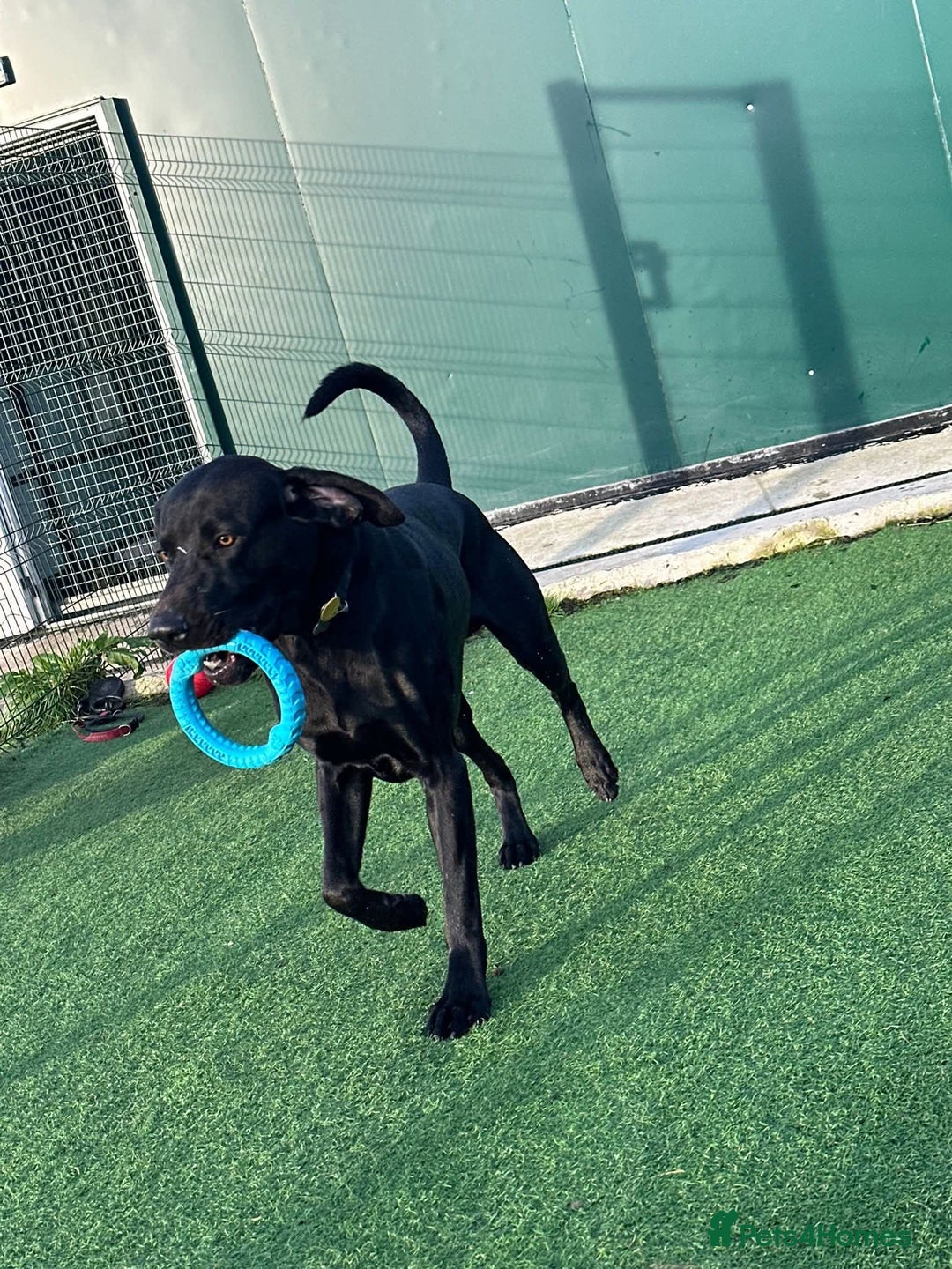 Mixed Breed dogs for sale: 2 year old weimaraner X labrador (Weimador) - Advert 7