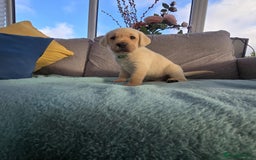 Labrador Retriever dogs for sale: Snow-White Labrador Puppies - Advert 3