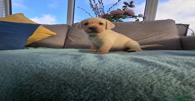 Labrador Retriever dogs Snow-White Labrador Puppies - Advert 14