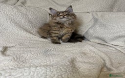 Maine Coon cats for sale: Stunning Maine Coon kittens - Image 10