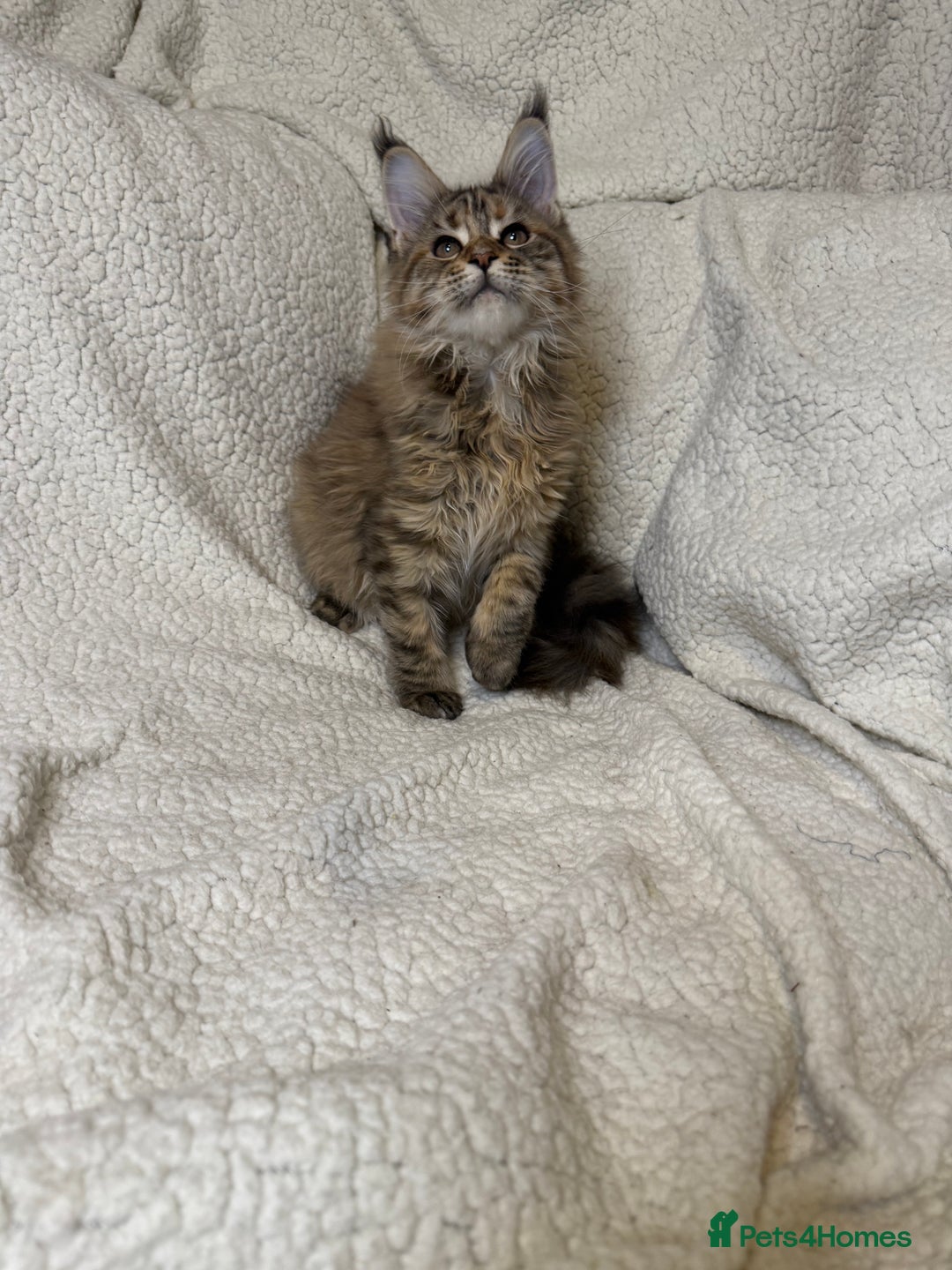 Maine Coon cats for sale: Stunning Maine Coon kittens - Image 10