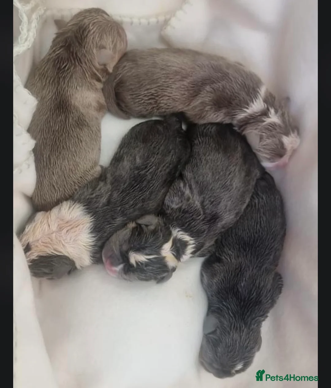 Olde English Bulldogge dogs for stud: Olde English Bulldog stud well proven - Advert 22