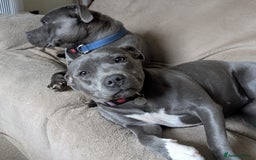 Staffordshire Bull Terrier dogs for sale: Blue Staffordshire Bull Terrier puppies, KC reg. - Image 7