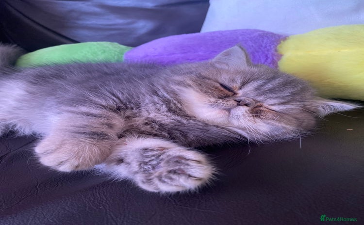 Exotic cats 1 BABY BOY Exceptional Persian Exotic litter - Advert 3