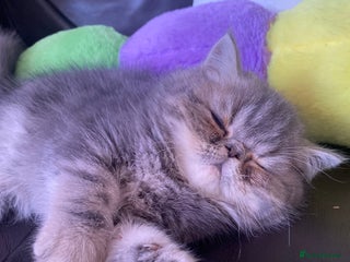 Exotic cats 1 BABY BOY Exceptional Persian Exotic litter - Advert 5