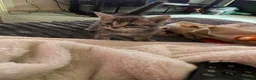 Mixed Breed cats for sale: Beautiful kittens - Advert 9
