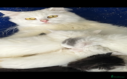 Turkish Angora cats for sale: Stunning Turkish Angora x Persian kittens  - Image 2