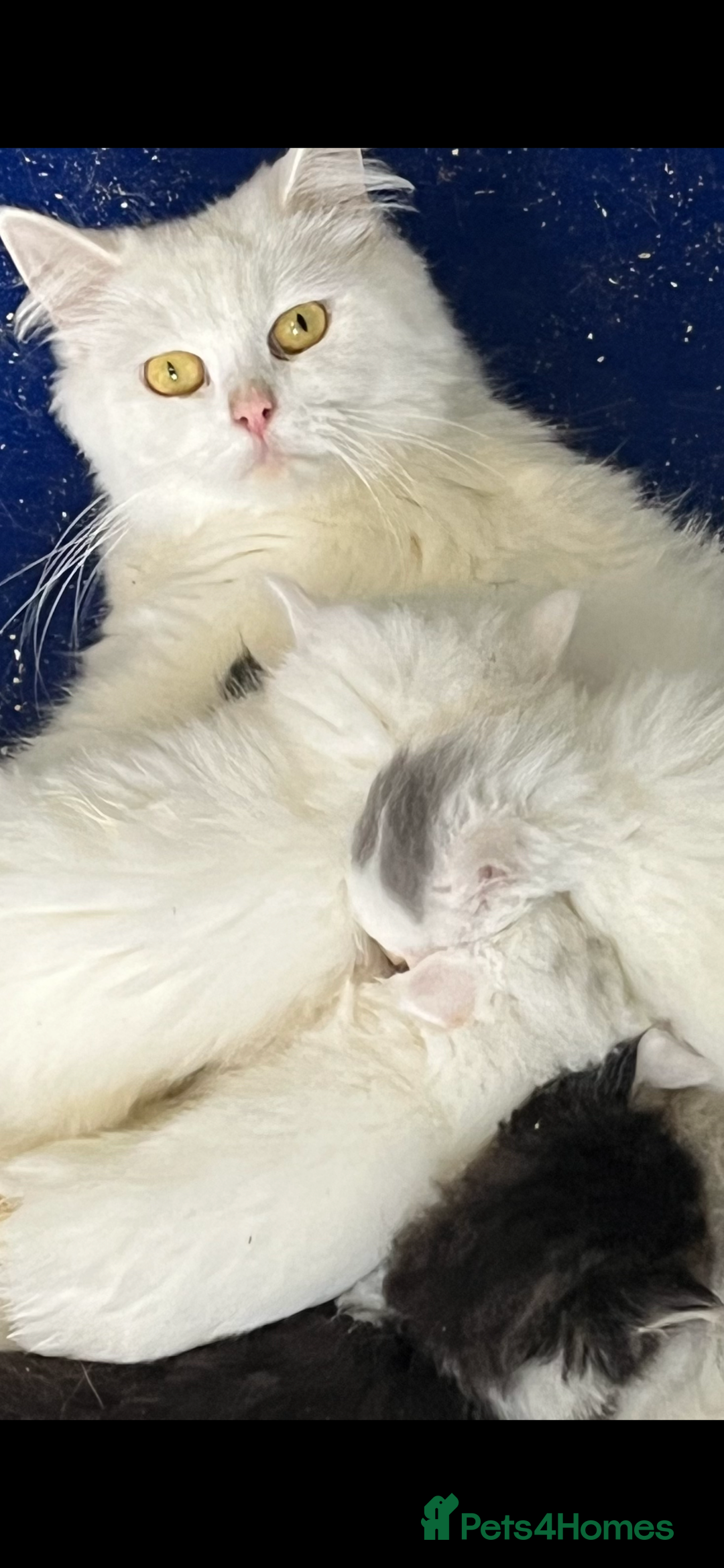 Turkish Angora cats for sale: Stunning Turkish Angora x Persian kittens  - Image 2