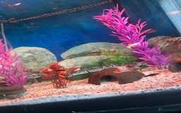 Mollies fish for sale: Full fish tank set up  - Image 1