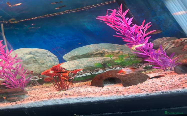 Mollies fish - Advert 1