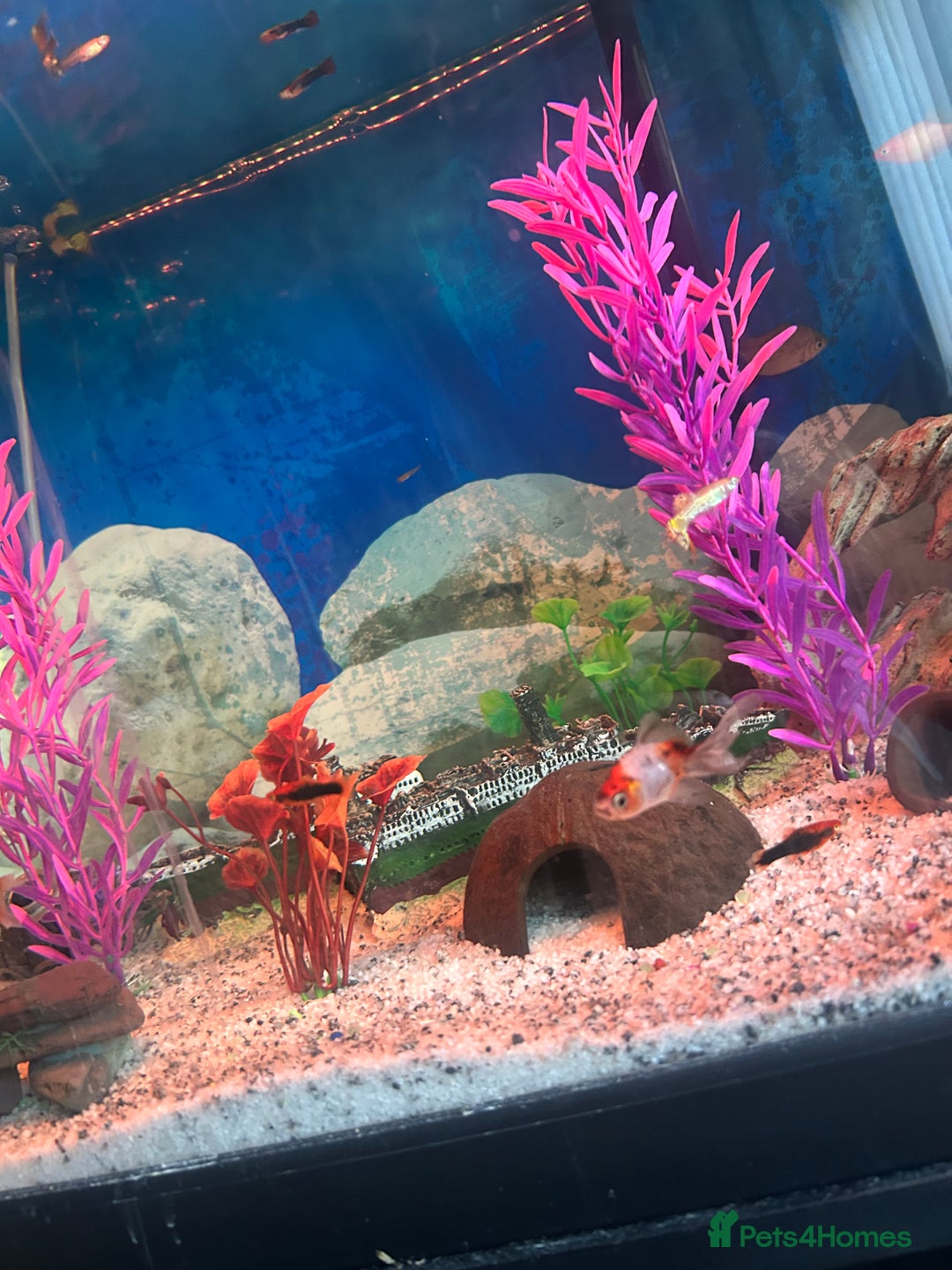 Mollies fish for sale: Full fish tank set up  - Image 1