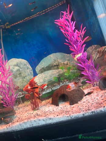 Mollies fish - Advert 7