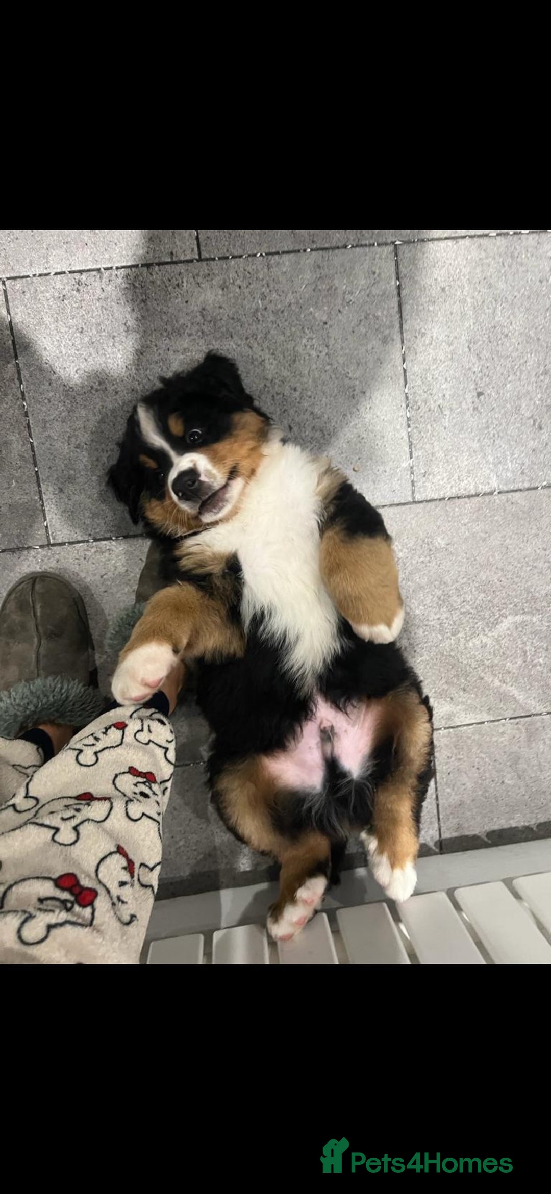 Bernese Mountain Dog dogs for stud: 🔥 CRUZ💥 TOP QUALITY BERNESE MOUNTAIN DOG STUD in Whitehaven - Image 36