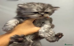 Persian cats for sale: Two boys Persian is available. - Image 2