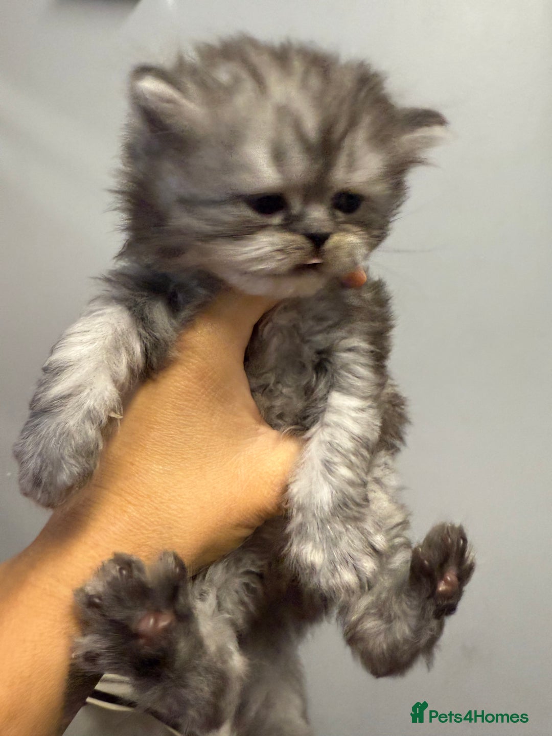 Persian cats for sale: Two boys Persian is available. - Image 2