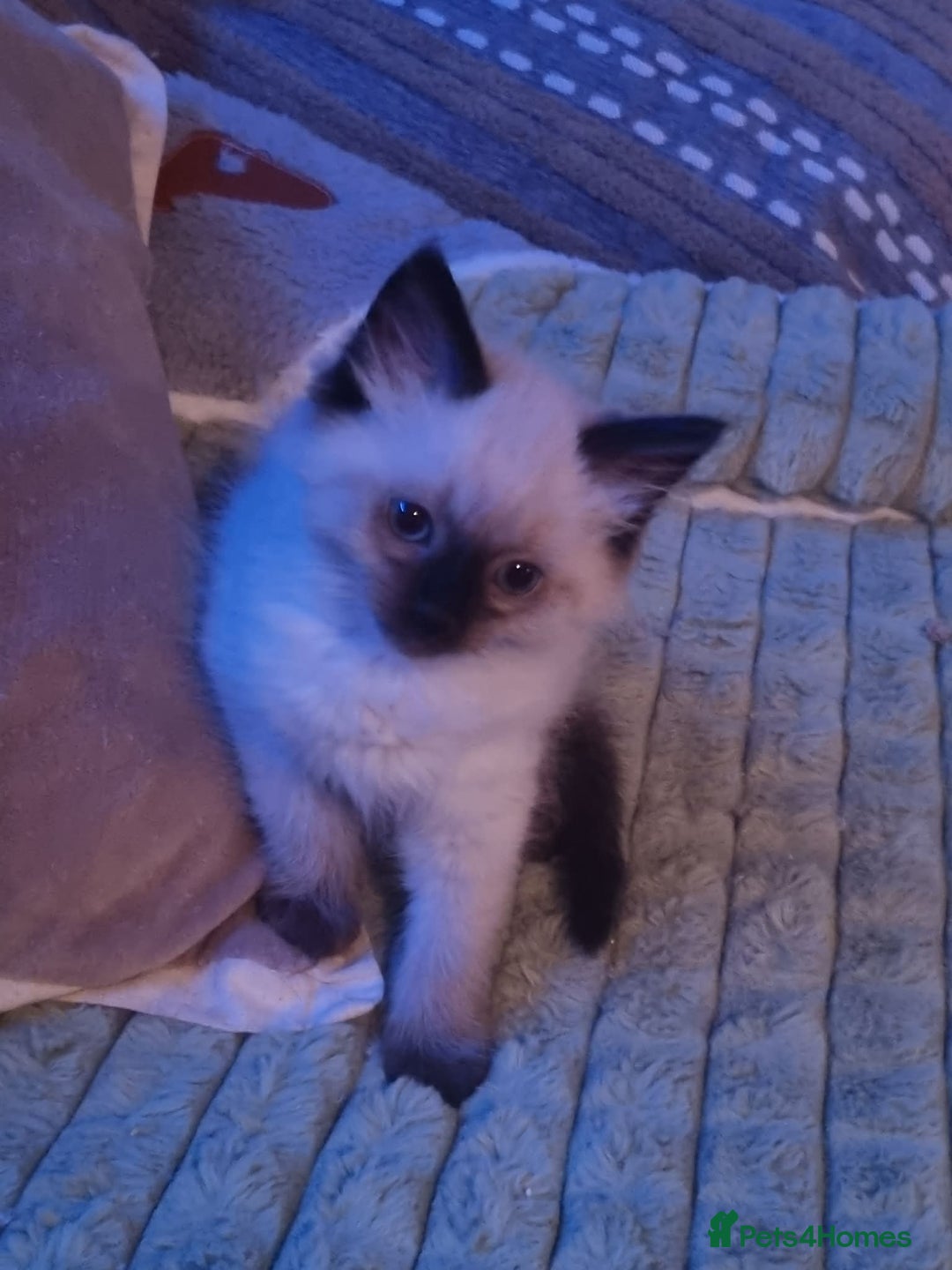 Ragdoll cats for sale: Chocolate-Point Ragdoll Kitten  - Advert 3