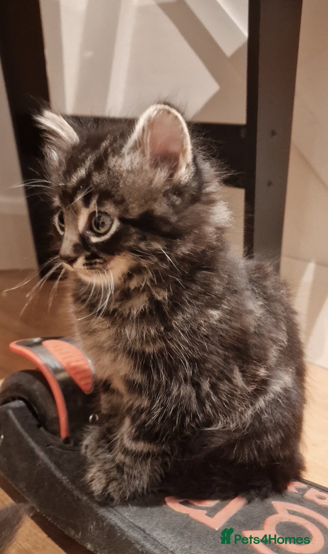 Mixed Breed cats for sale: Gorgeous Mixed Breed Main Coon Kittens  - Image 20