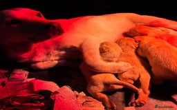 Labrador Retriever dogs for sale: Gorgeous Half Show KC Labrador Retriever Puppies - Advert 17