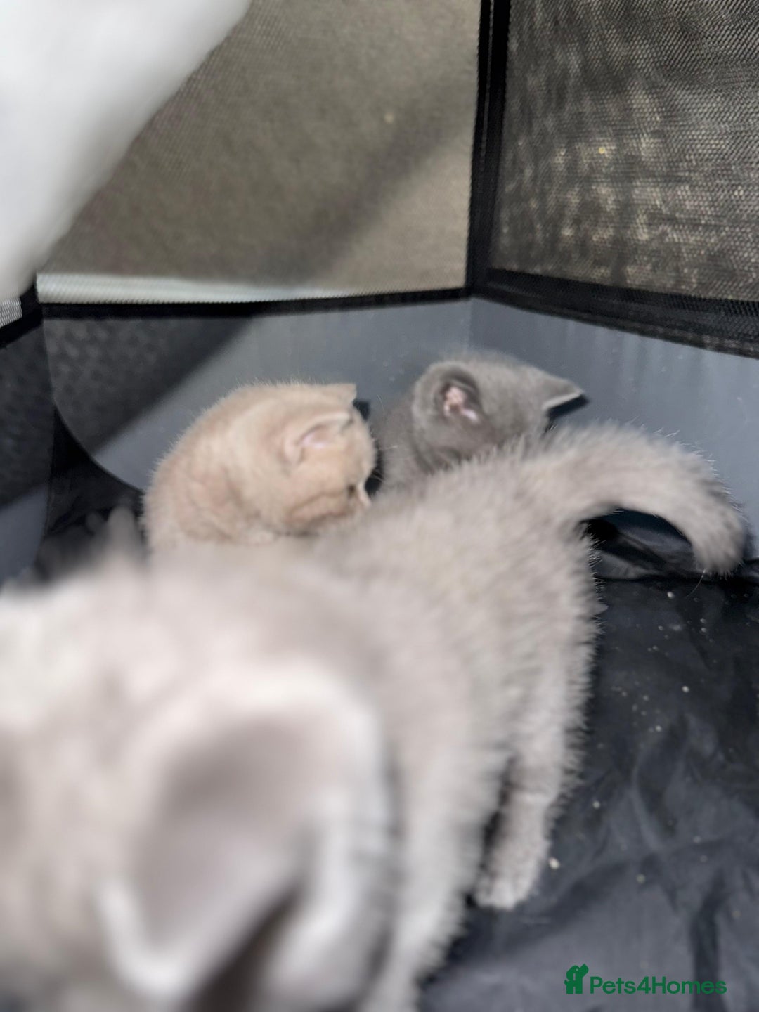 British Shorthair cats for sale: British Shorthair kitten  - Image 18