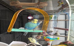 Budgerigars birds for sale: 6 Boys Budgies - Image 3