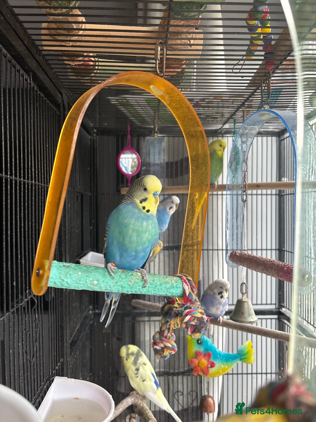 Budgerigars birds for sale: 6 Boys Budgies - Image 3