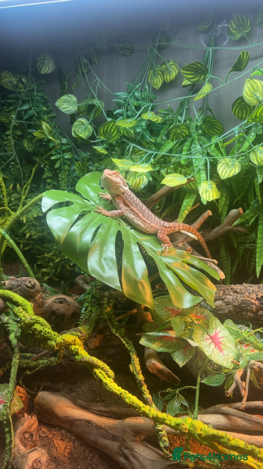 Bearded Dragon reptiles for sale: Full bearded dragon set up and bearded dragon  - Advert 2