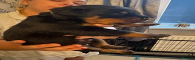 Rottweiler 6