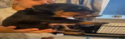 Rottweiler dogs for sale: KC Srb Rottweilers 19 champion winning bloodlines - Advert 34