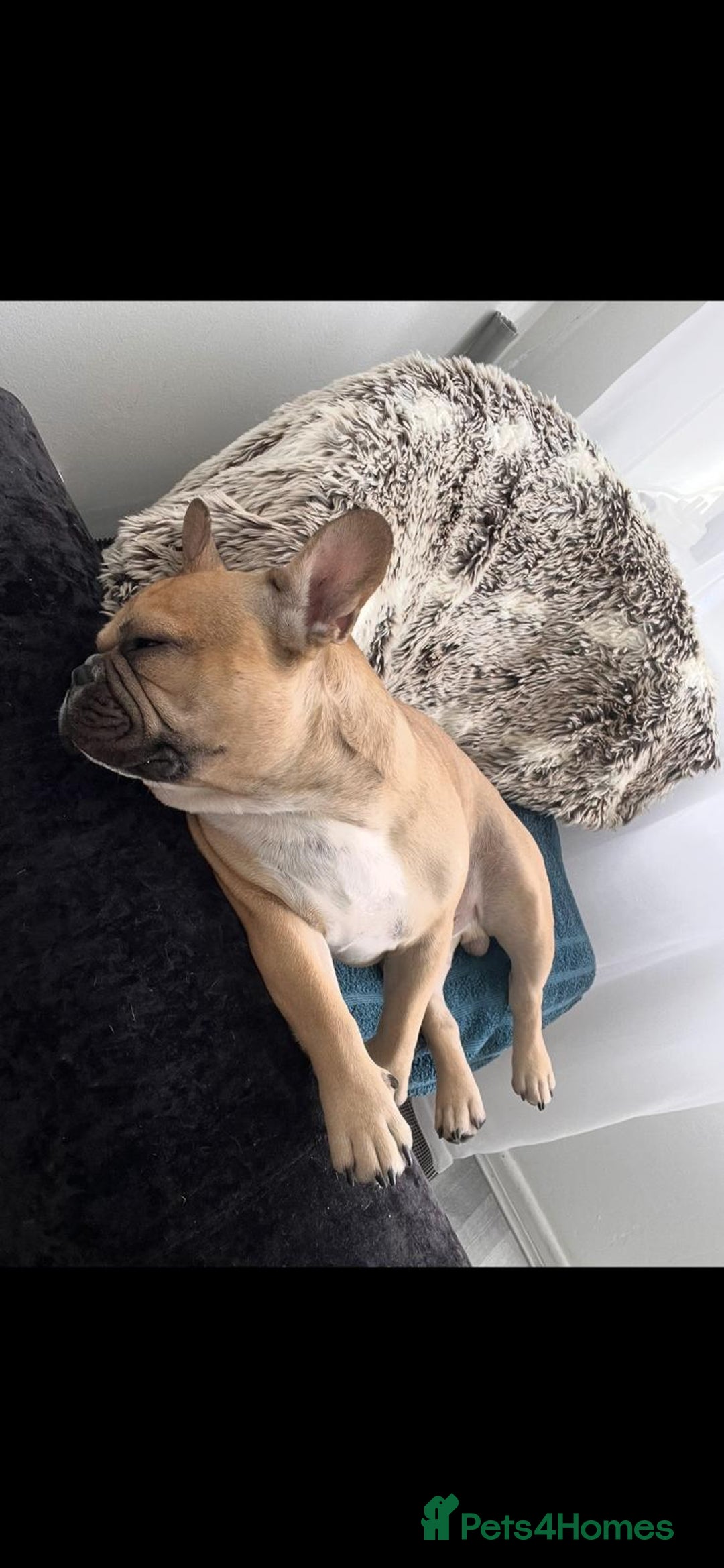French Bulldog dogs for stud: Male French Bulldog  - Image 7