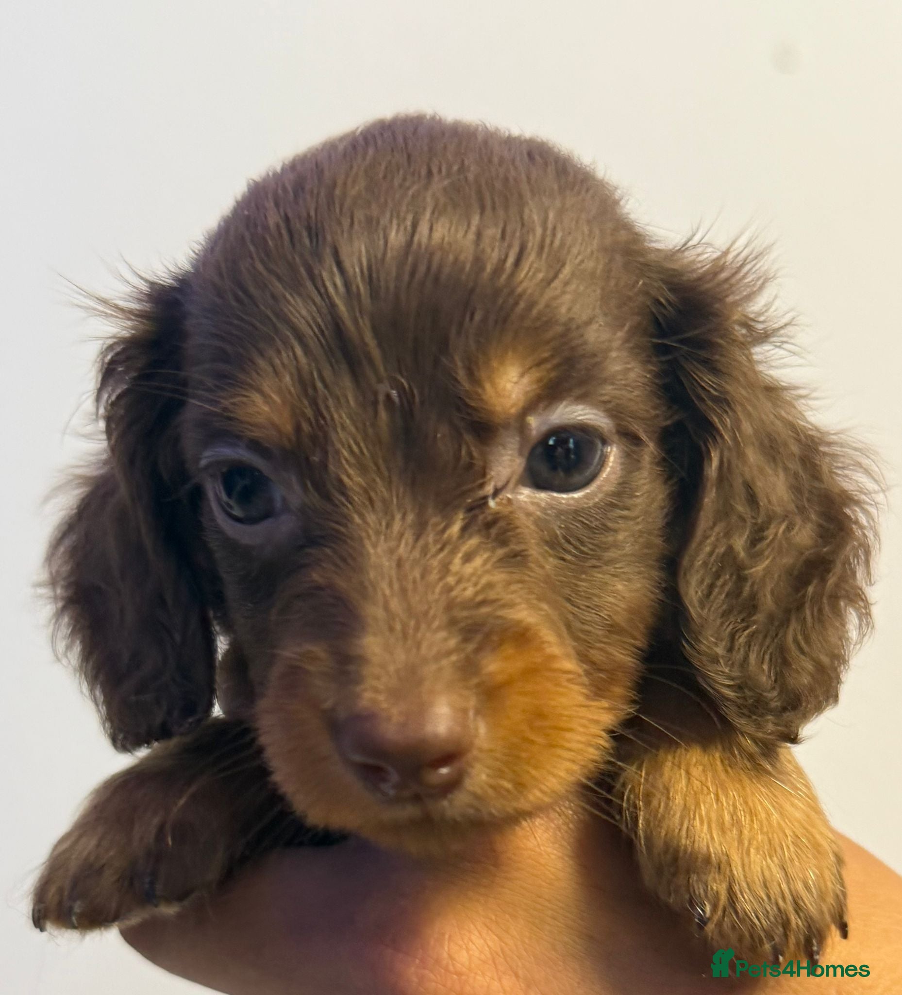 Dachshund dogs Long hair gorgeous dachshund puppies 🩷 - Advert 1