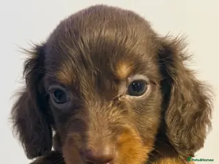 Dachshund dogs Long hair gorgeous dachshund puppies 🩷 - Advert 1
