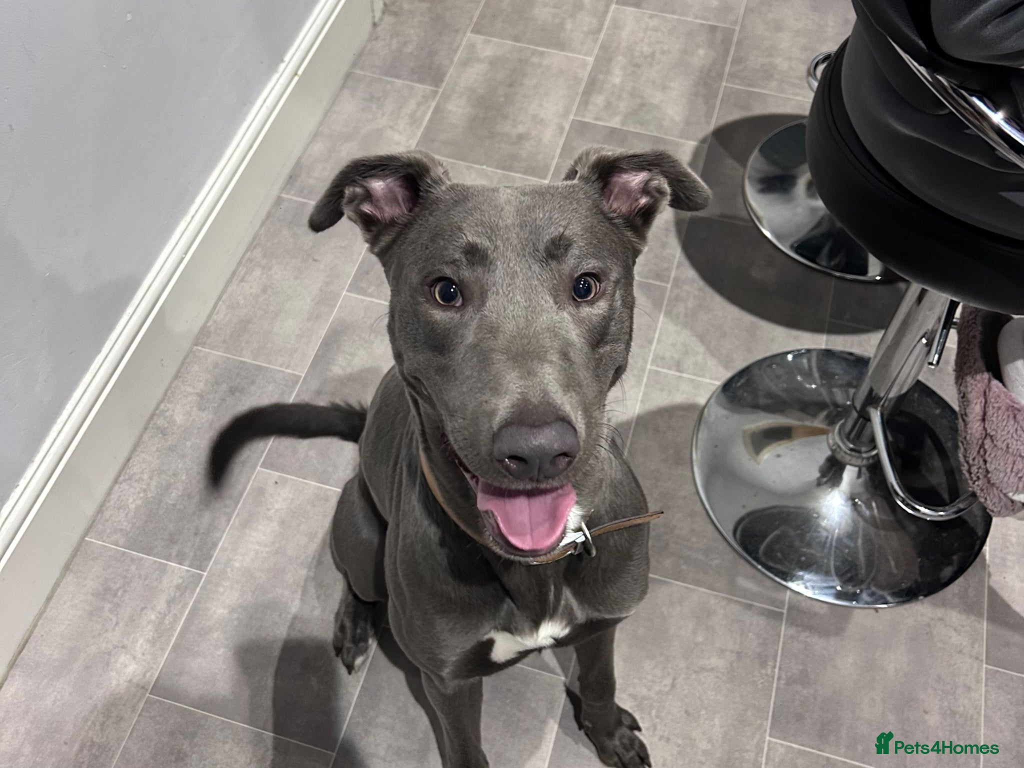 Lurcher dogs Bull Lurcher - Advert 6