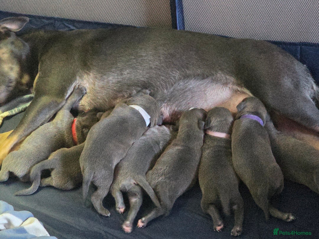 Mixed Breed dogs for sale: Blue staffy x classic bully Puppies 🐶 💙  - Image 10