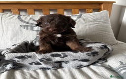 Labradoodle dogs for sale: Stunning Labradoodle Puppies  - Advert 23