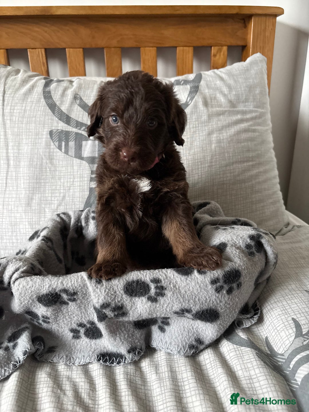 Labradoodle dogs for sale: Stunning Labradoodle Puppies  - Advert 23