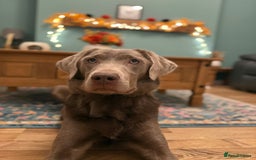 Labrador Retriever dogs for sale: Silver Bitch Labrador - Advert 1